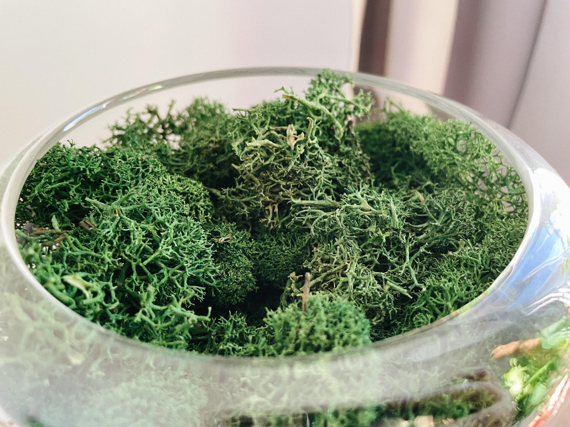 Close-up of green dried moss clusters inside a clear glass bowl, natural textured greenery, calm earthy mood
